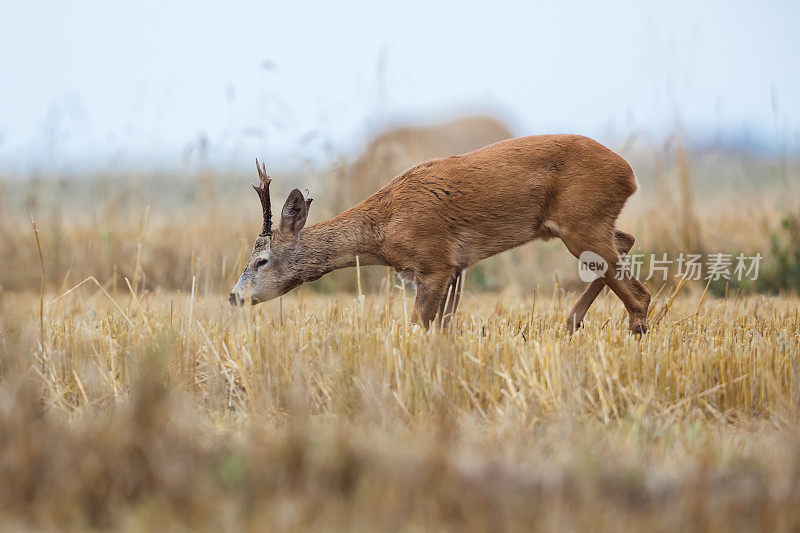 鹿(学名:Capreolus Capreolus)